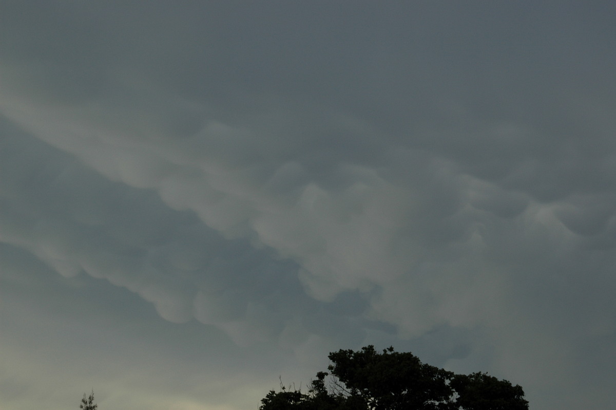 mammatus mammatus_cloud : McLeans Ridges, NSW   29 December 2005