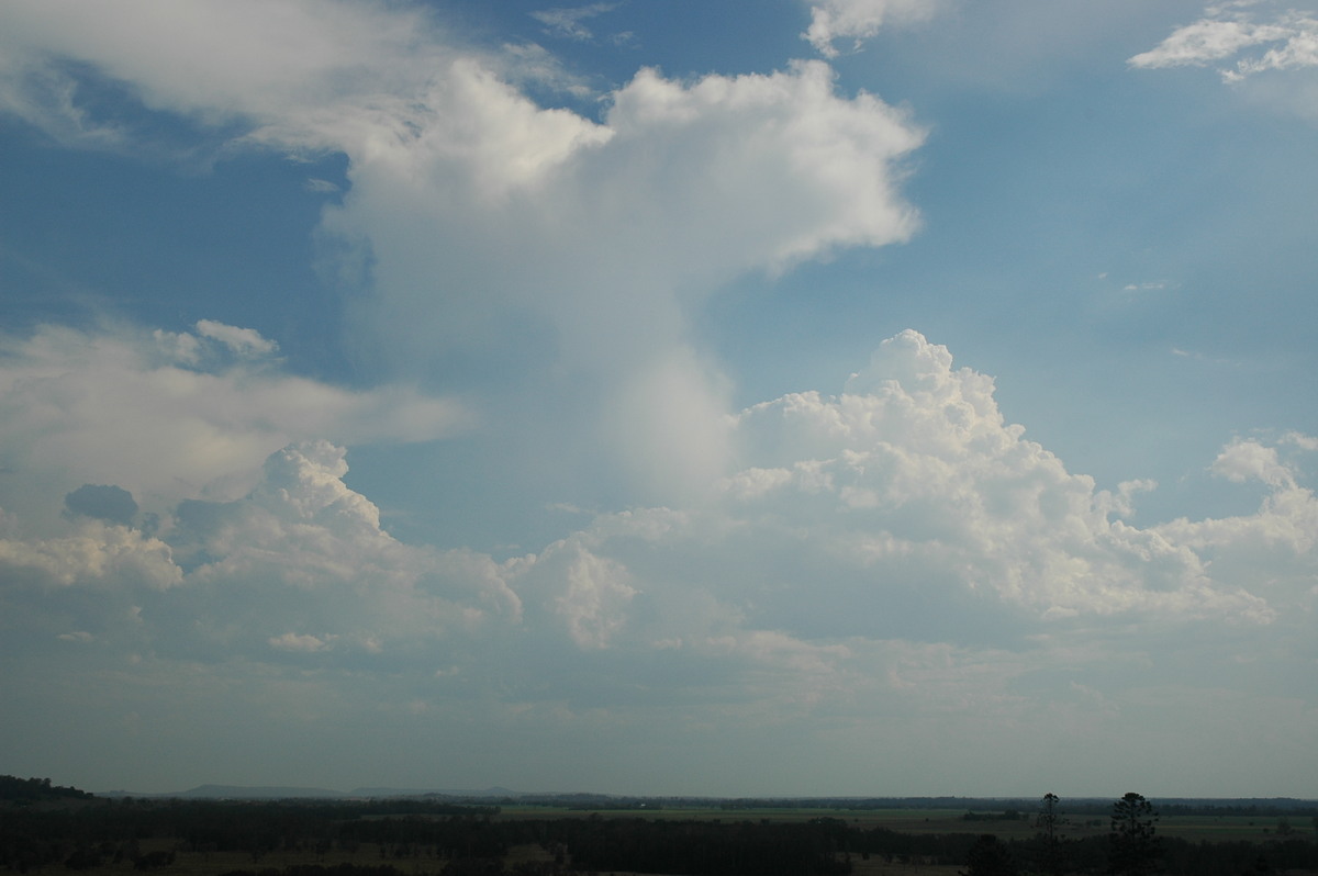 cumulus congestus : Parrots Nest, NSW   3 January 2006