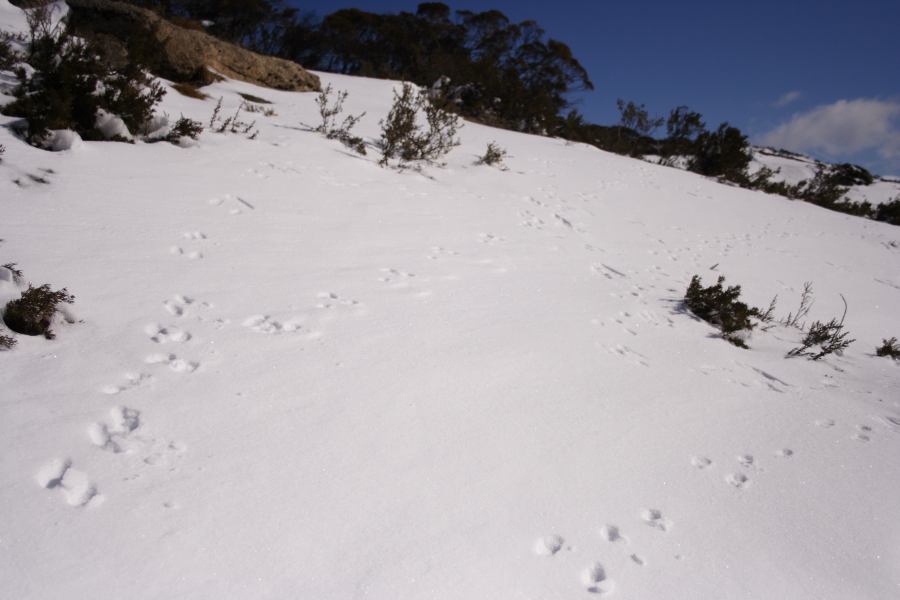 snow snow_pictures : Perisher Valley, NSW   20 August 2006