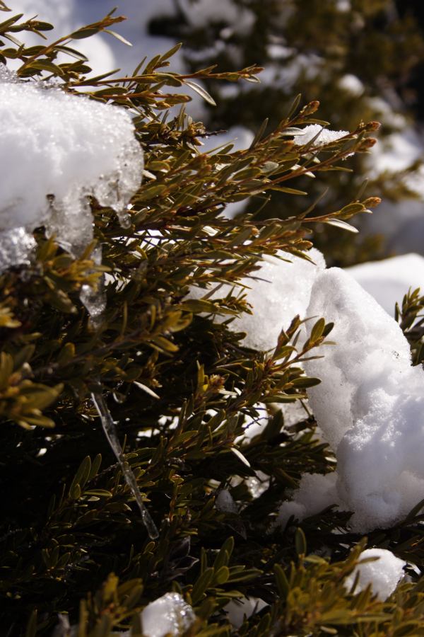 snow snow_pictures : Perisher Valley, NSW   20 August 2006