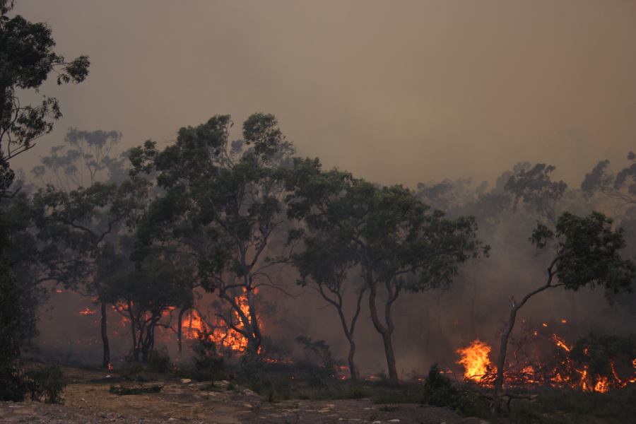 bushfire wild_fire : Pacific Park, NSW   24 September 2006