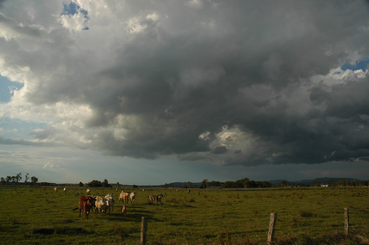 cumulus congestus : Casino, NSW   1 November 2006