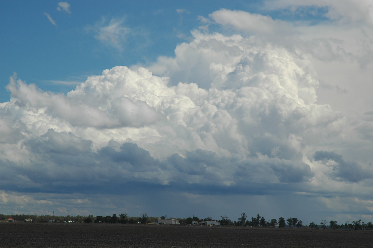 cumulus congestus : Dalby, QLD   4 November 2006