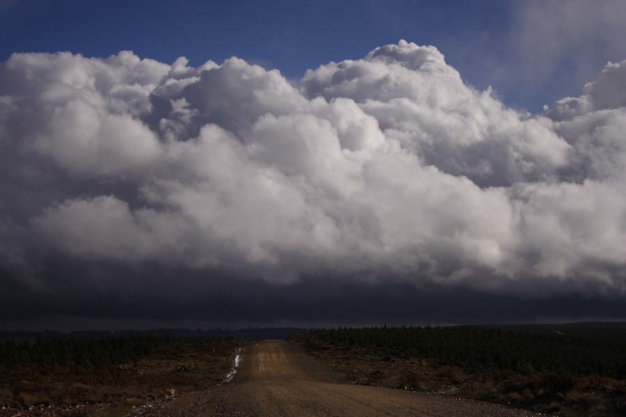 cumulus mediocris : Shooters Hill, NSW   15 November 2006