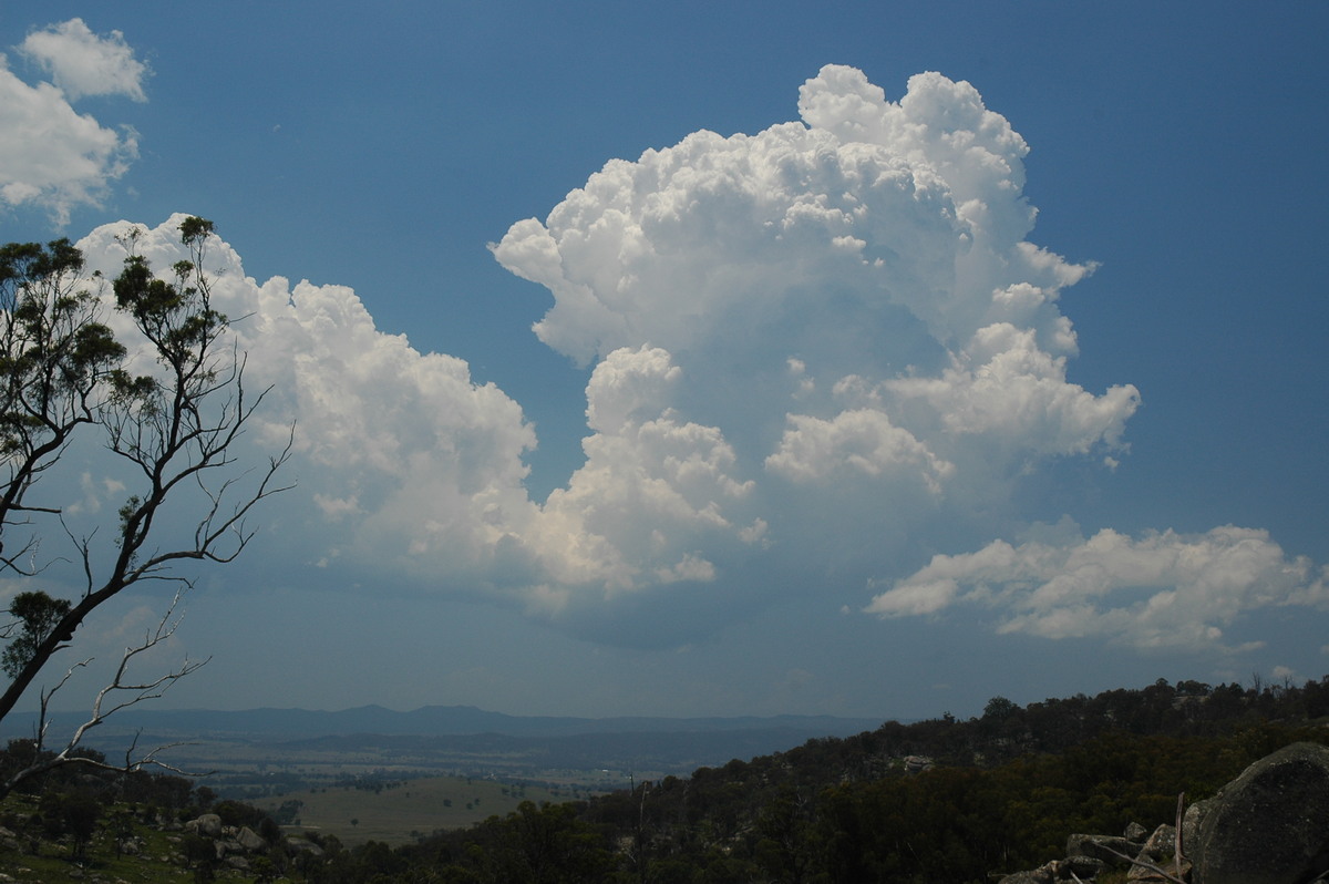 cumulus congestus : Tenterfield, NSW   24 November 2006