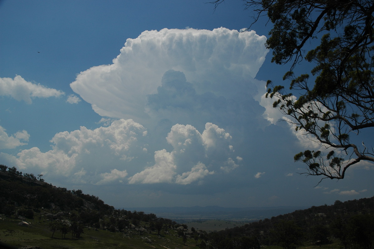 thunderstorm cumulonimbus_incus : Tenterfield, NSW   24 November 2006