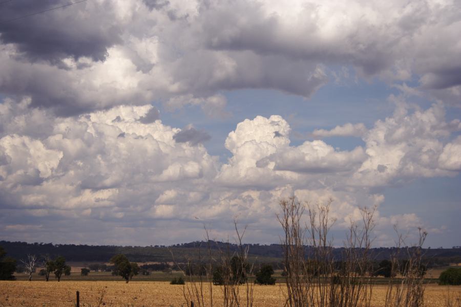 cumulus mediocris : S of Coolah, NSW   13 December 2006