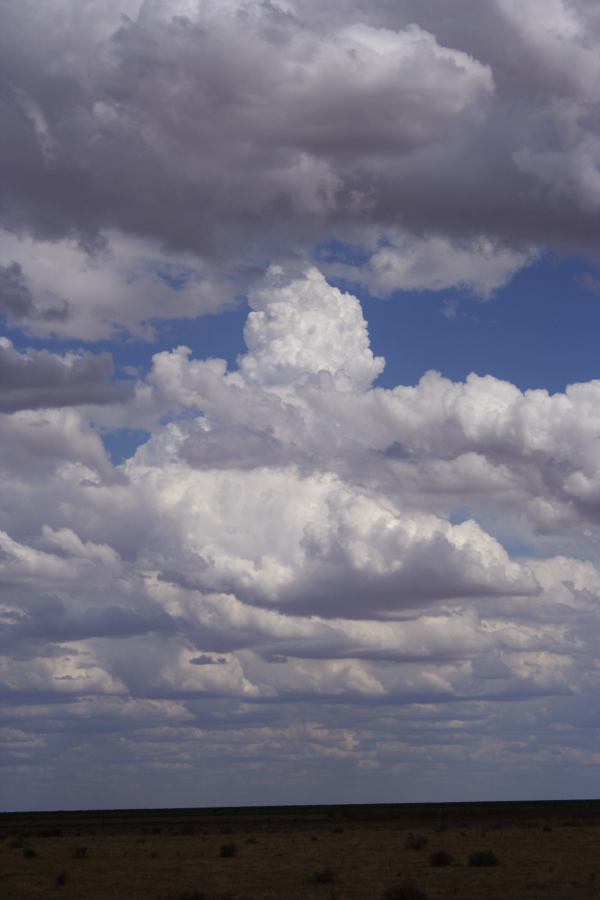 cumulus mediocris : 20km E of Hay, NSW   31 December 2006