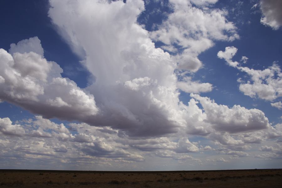 cumulus mediocris : 20km E of Hay, NSW   31 December 2006