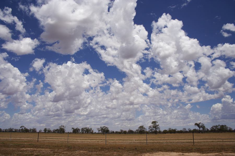 altocumulus castellanus : ~20km N of Barringun, NSW   2 January 2007