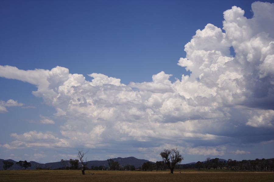 cumulus congestus : Deepwater, NSW   13 January 2007