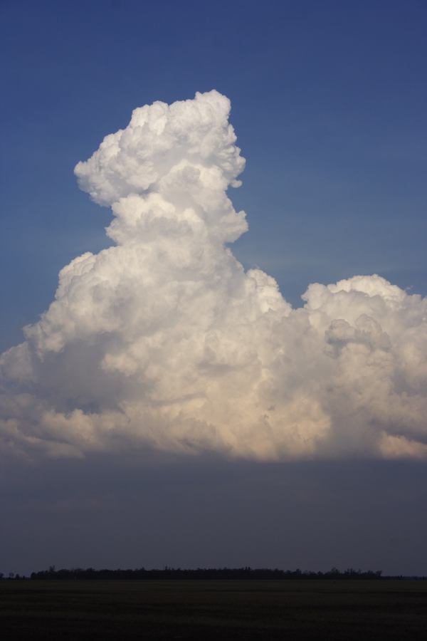 thunderstorm cumulonimbus_calvus : 40km NE of Goondiwindi, NSW   14 January 2007