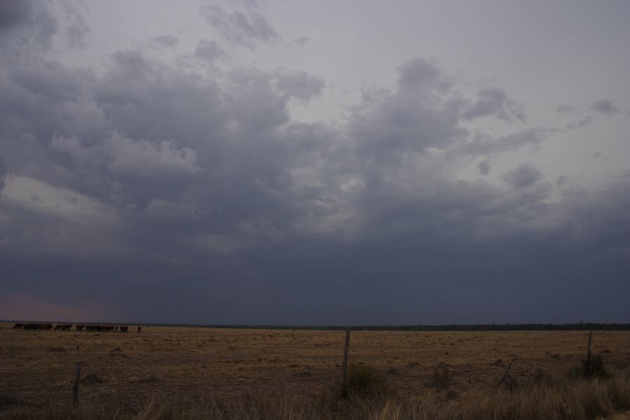 cumulonimbus thunderstorm_base : 40km N of Goondiwindi, NSW   14 January 2007