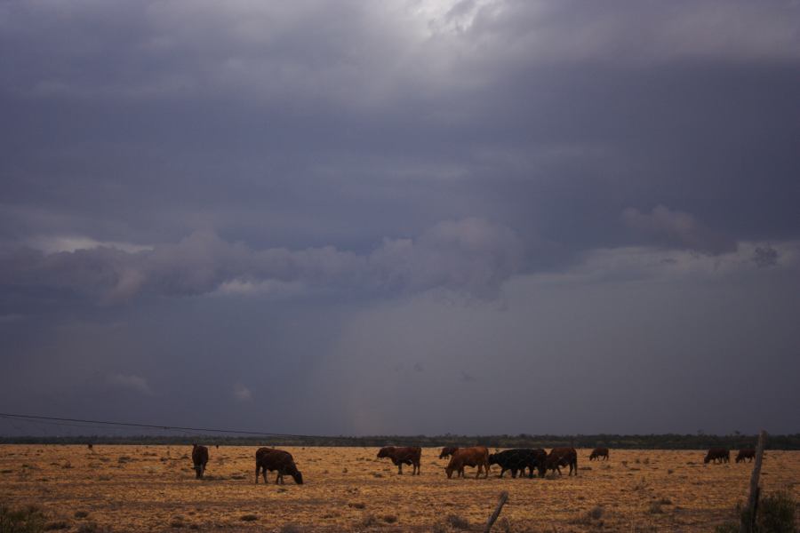 cumulonimbus thunderstorm_base : 40km N of Goondiwindi, NSW   14 January 2007