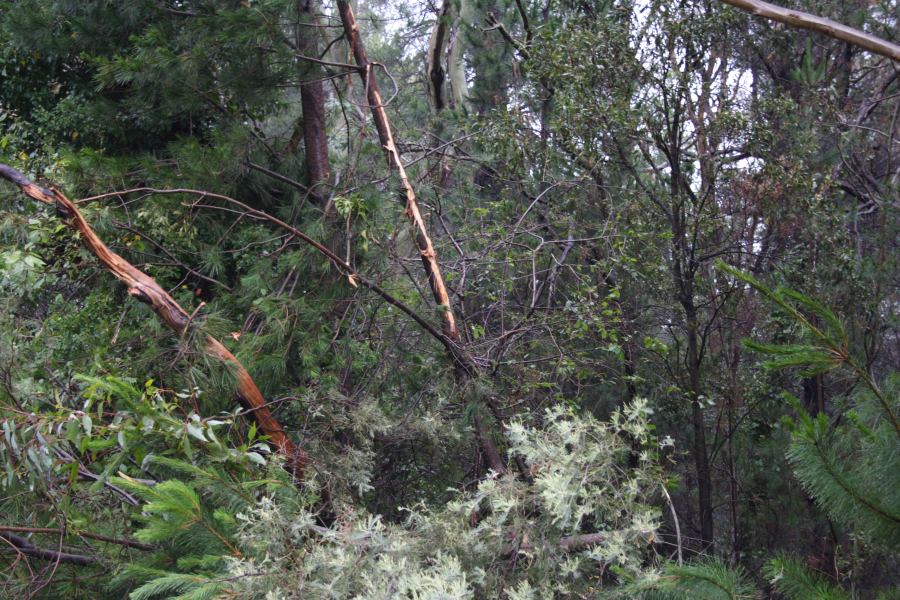 disasters storm_damage : Sunny Corner, NSW   18 January 2007