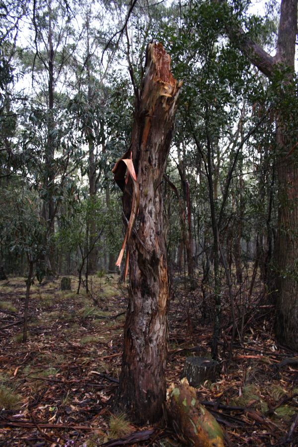 disasters storm_damage : Sunny Corner, NSW   18 January 2007