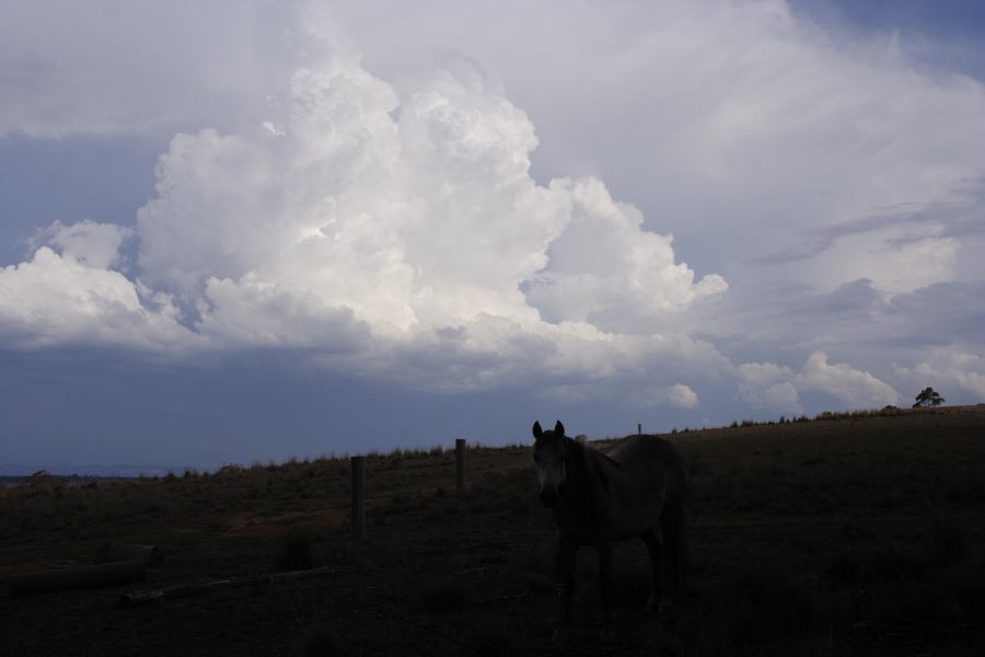 anvil thunderstorm_anvils : S of Cherry Tree Hill, NSW   3 February 2007