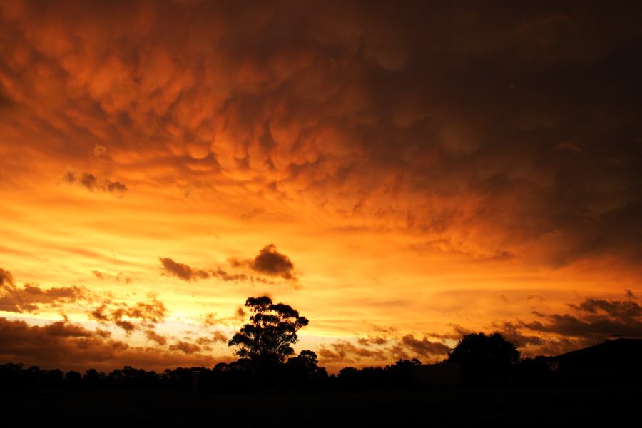 mammatus mammatus_cloud : Schofields, NSW   7 February 2007