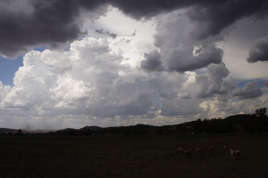 thunderstorm cumulonimbus_calvus : SE of Wellington, NSW   10 February 2007