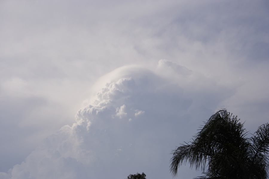 pileus pileus_cap_cloud : Riverstone, NSW   19 February 2007