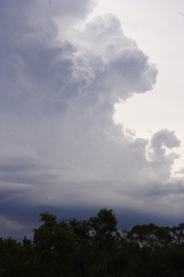 cumulonimbus thunderstorm_base : near Heathcote, NSW   1 March 2007