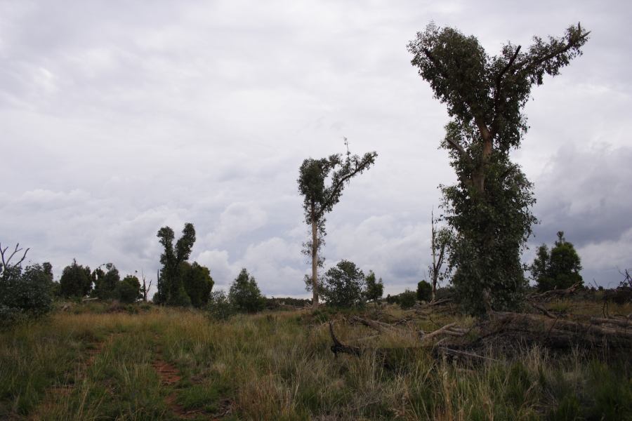 disasters storm_damage : 20km E of Coonabarabran, NSW   5 March 2007