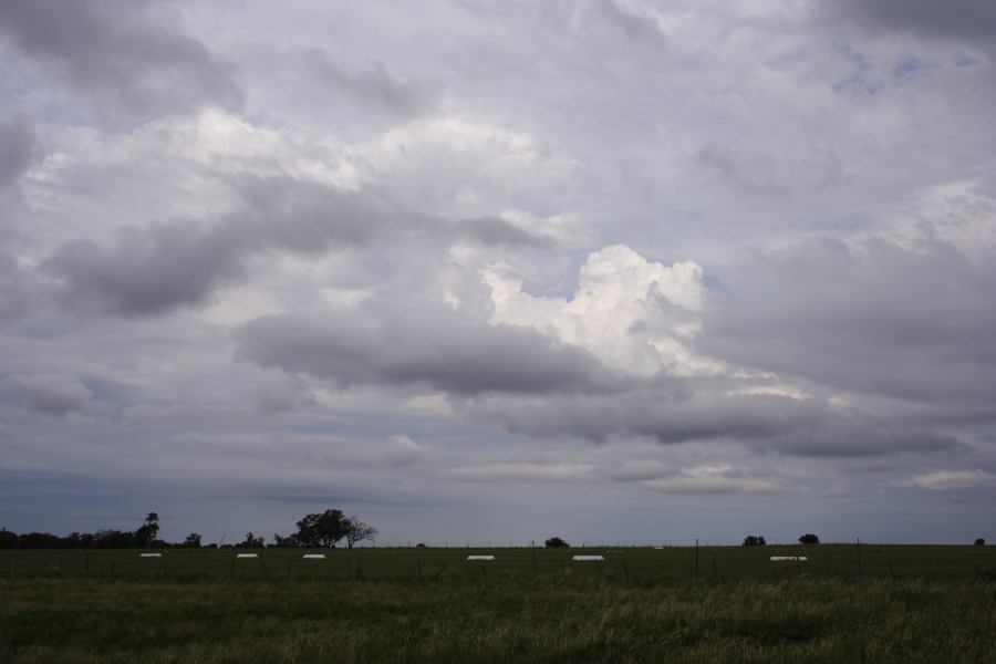 cumulus mediocris : Coonabarabran, NSW   5 March 2007