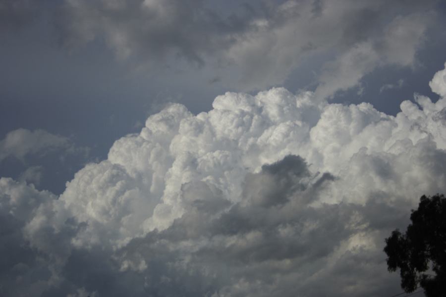 thunderstorm cumulonimbus_calvus : Miranda, NSW   8 March 2007