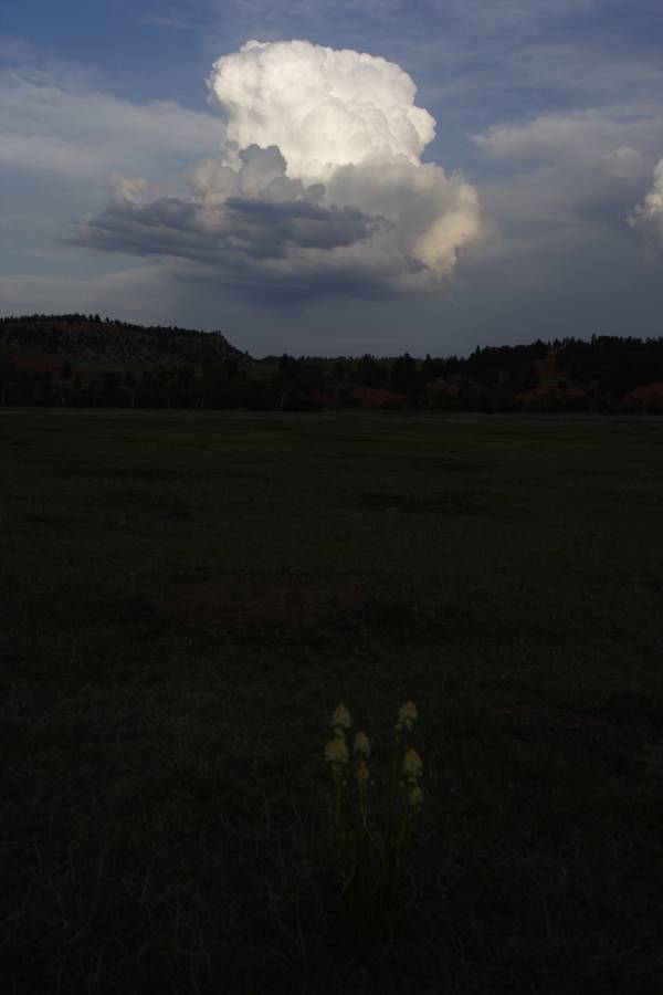 cumulus congestus : near Devil's Tower, Wyoming, USA   18 May 2007