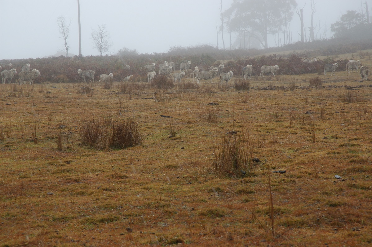 precipitation precipitation_rain : near Tenterfield, NSW   28 June 2007