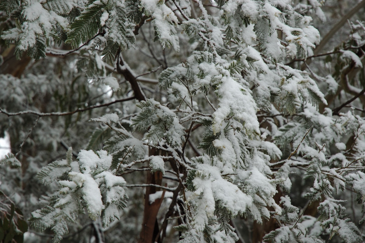 snow snow_pictures : Ben Lomond, NSW   28 June 2007