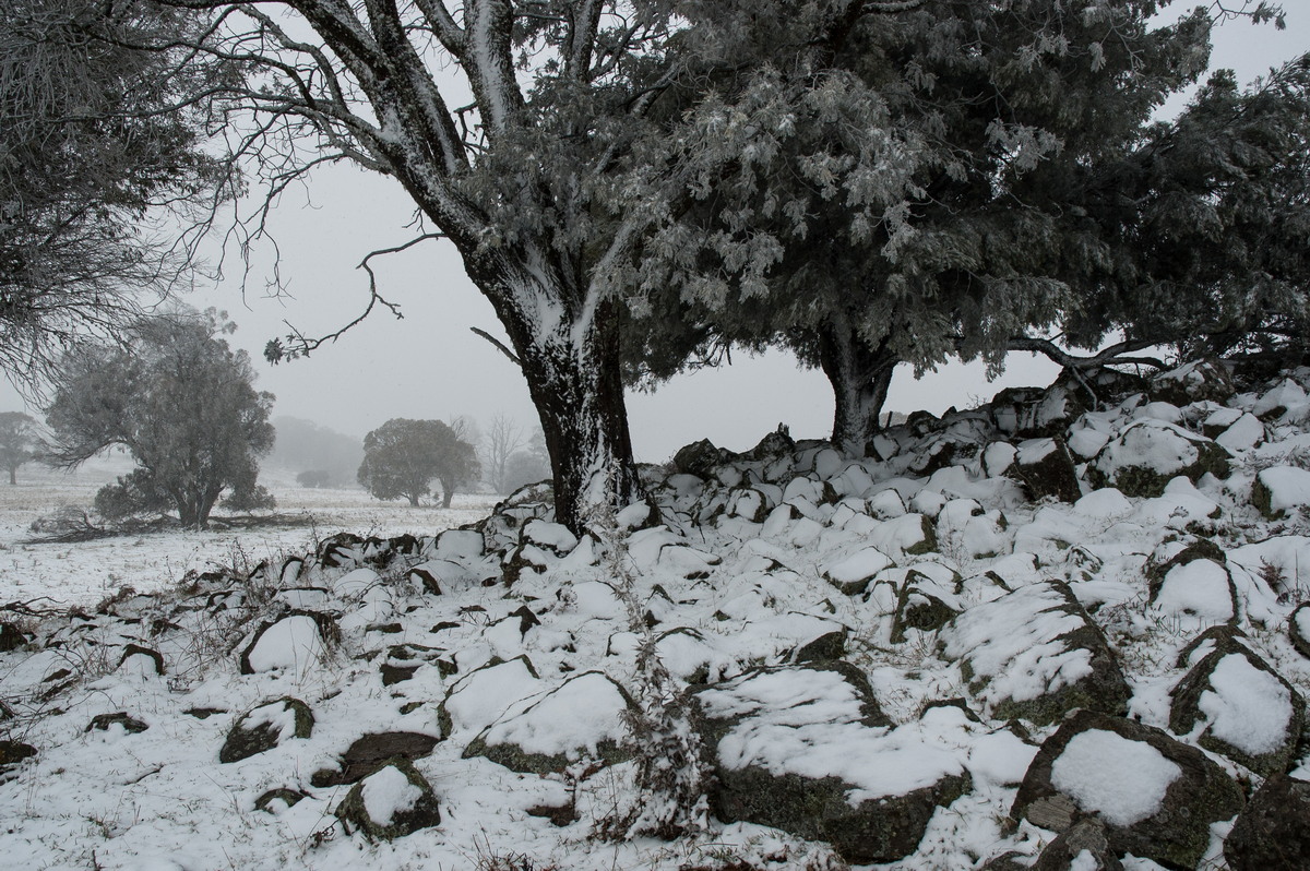 snow snow_pictures : Ben Lomond, NSW   28 June 2007