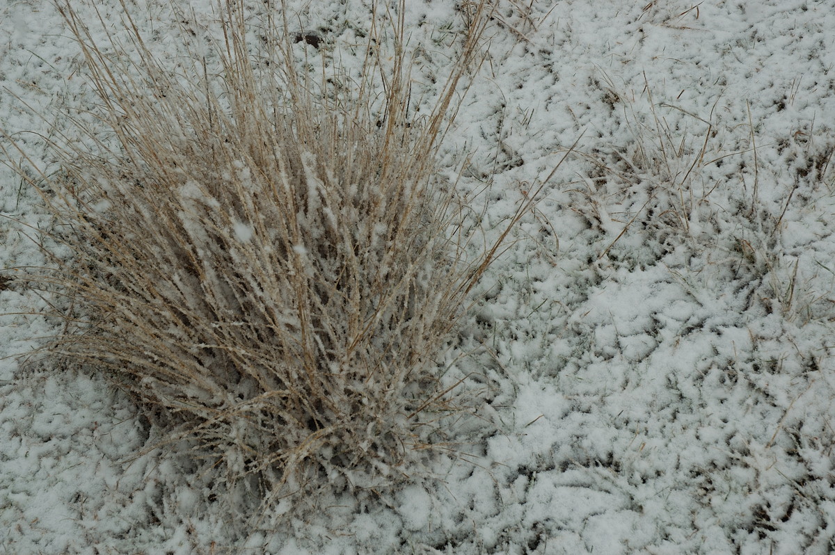 snow snow_pictures : near Ben Lomond, NSW   8 July 2007