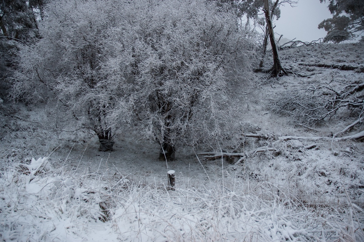 snow snow_pictures : Ben Lomond, NSW   8 July 2007