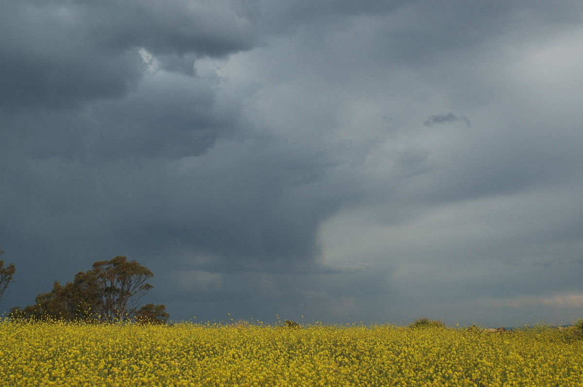 cumulonimbus thunderstorm_base : Warwick, QLD   22 September 2007