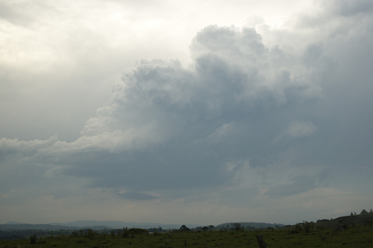 cumulus congestus : Wyrallah, NSW   8 October 2007