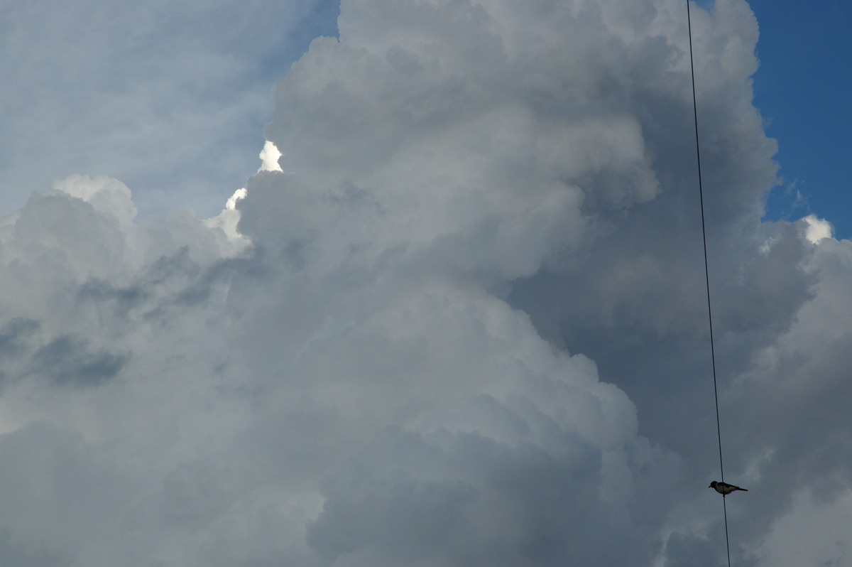 updraft thunderstorm_updrafts : near Wardell, NSW   4 November 2007