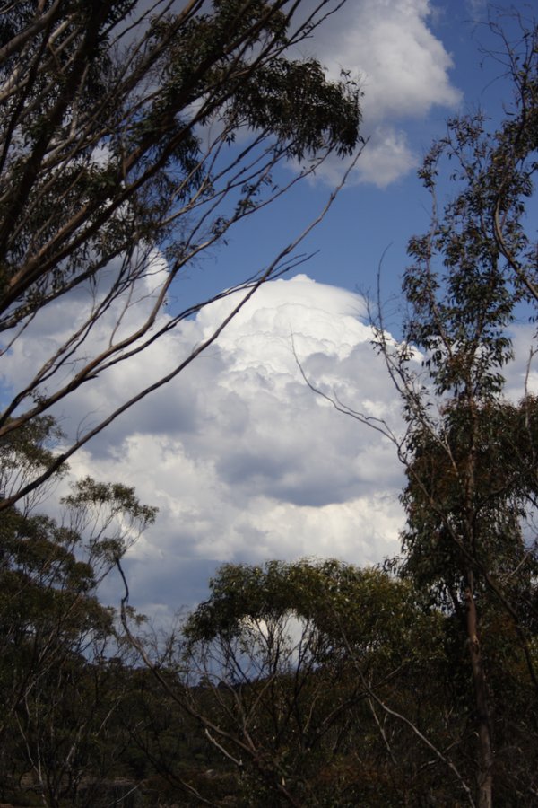 thunderstorm cumulonimbus_calvus : Mt Victoria, NSW   14 November 2007