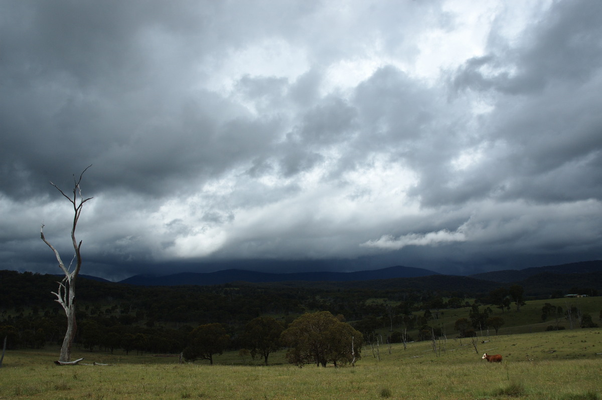 cumulonimbus thunderstorm_base : near Tenterfield, NSW   23 November 2007