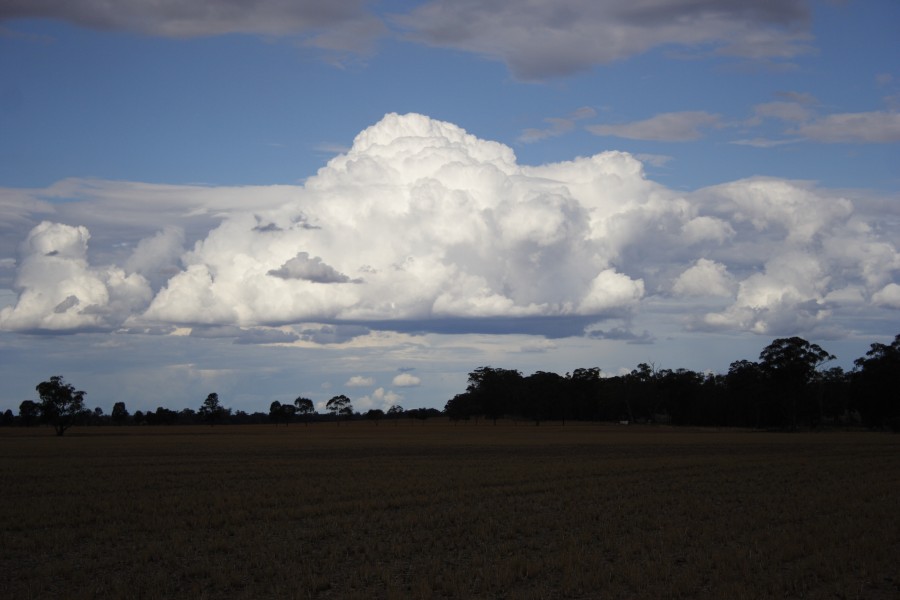 cumulus congestus : W of Dubbo, NSW   2 December 2007