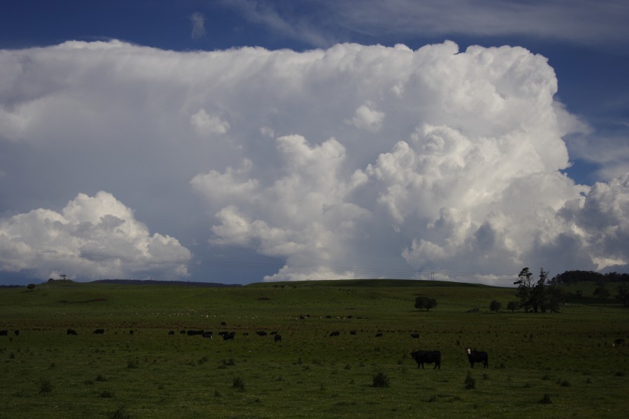 thunderstorm cumulonimbus_incus : Ebor, NSW   4 December 2007