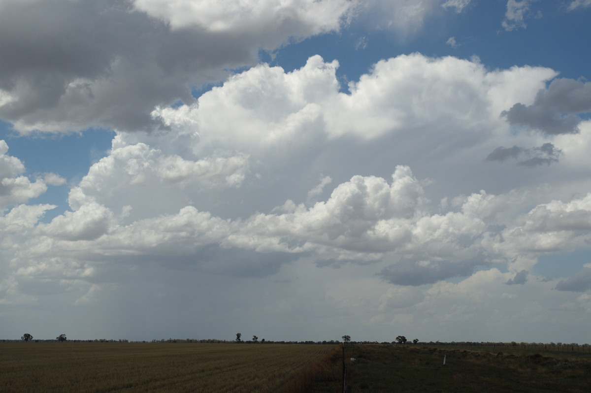 thunderstorm cumulonimbus_incus : Coonamble, NSW   8 December 2007