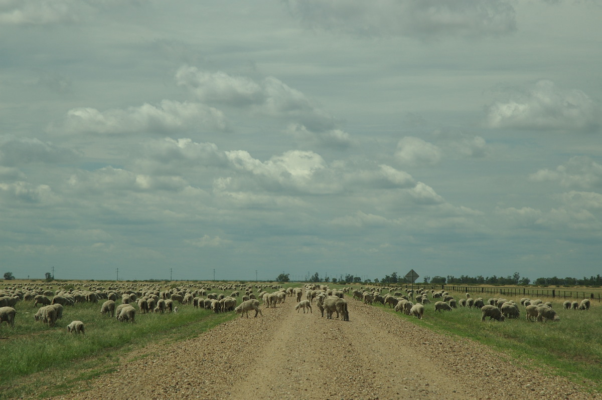 altostratus altostratus_cloud : near Belata, NSW   9 December 2007