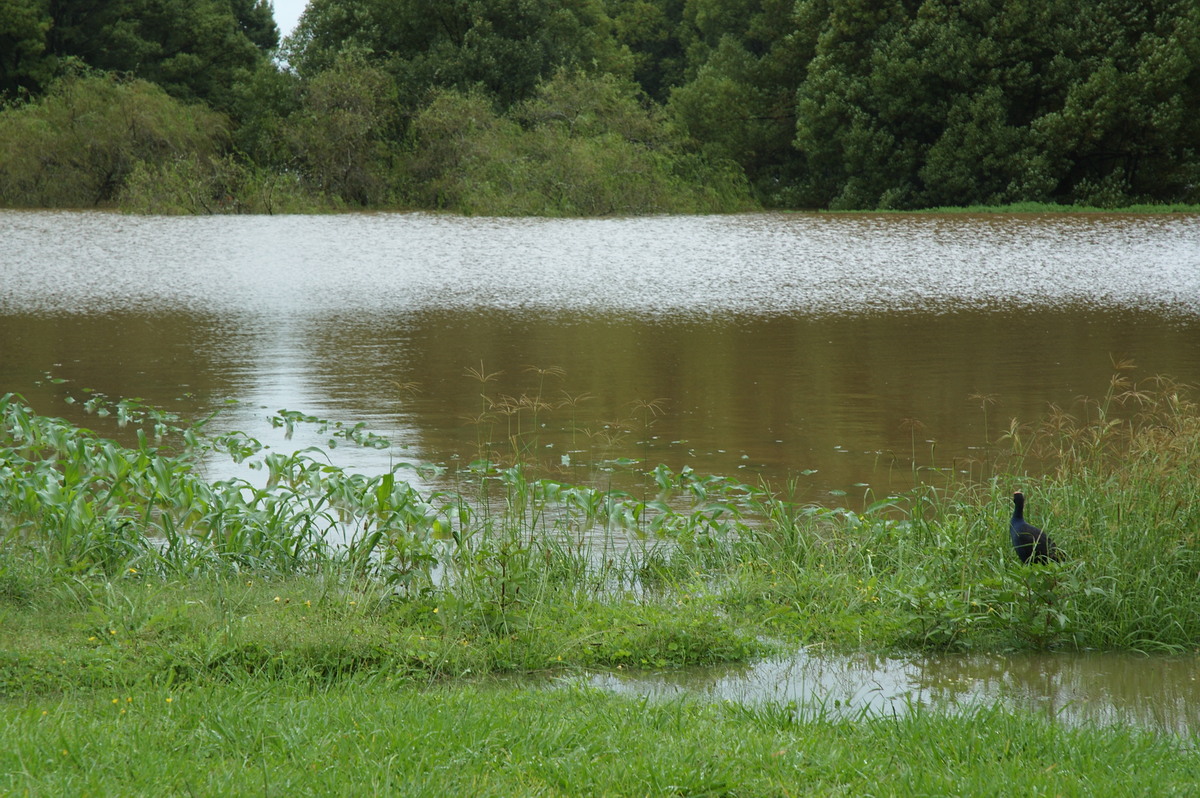 flashflooding flood_pictures : Eltham, NSW   4 January 2008