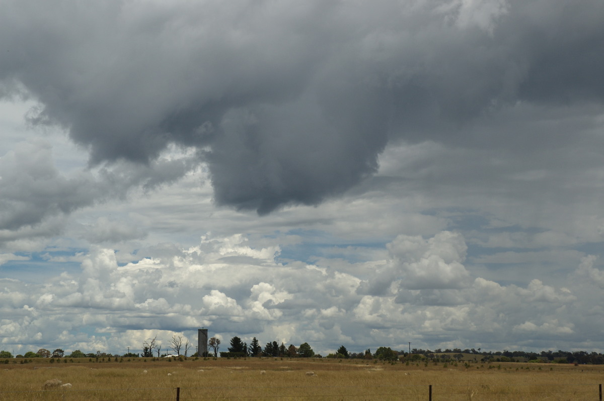 cumulus mediocris : Deepwater, NSW   27 January 2008