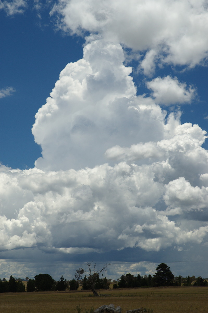 thunderstorm cumulonimbus_calvus : Deepwater, NSW   27 January 2008