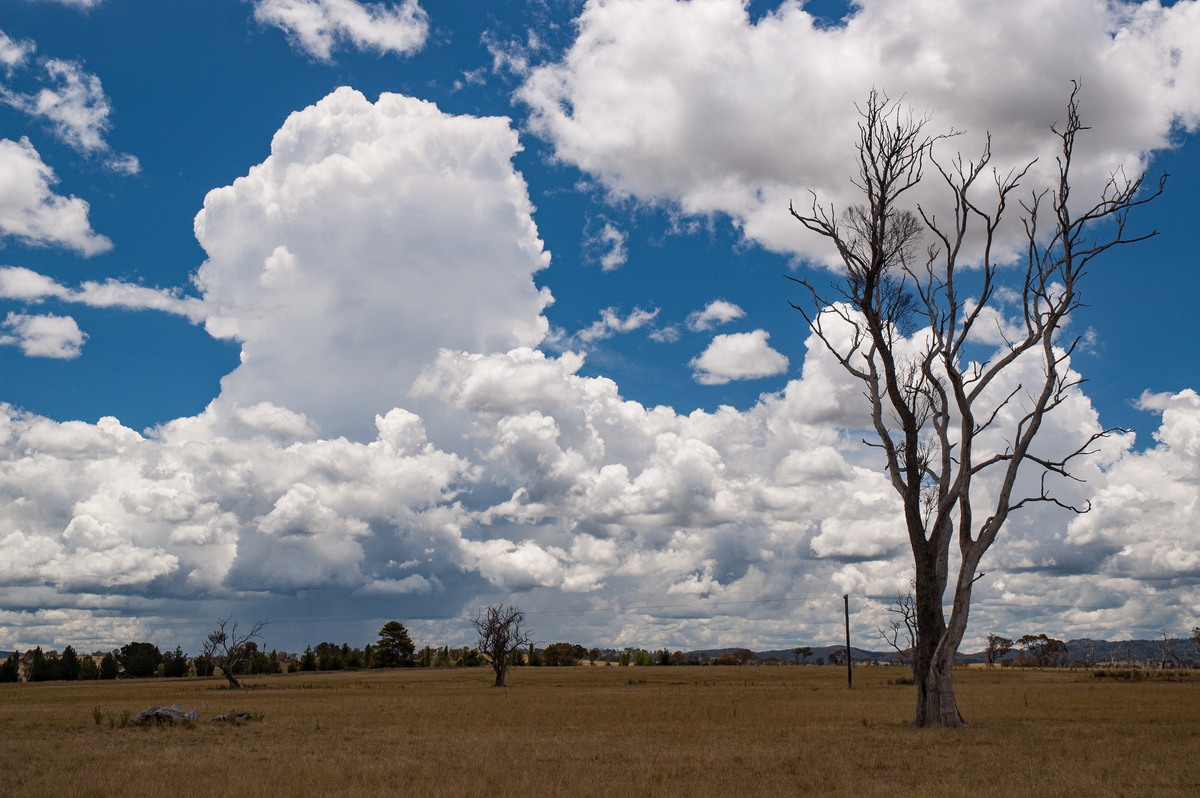 cumulus mediocris : Deepwater, NSW   27 January 2008