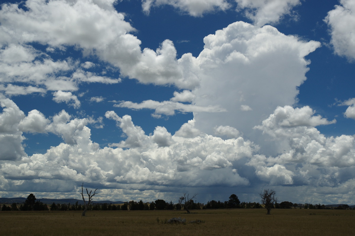 thunderstorm cumulonimbus_calvus : Deepwater, NSW   27 January 2008