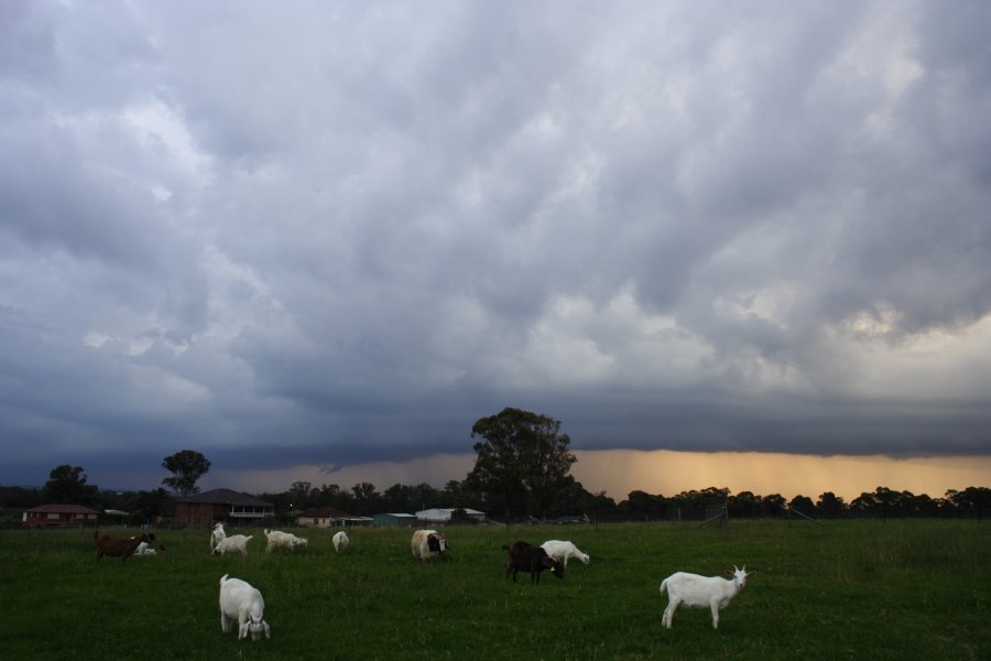 shelfcloud shelf_cloud : Schofields, NSW   24 March 2008