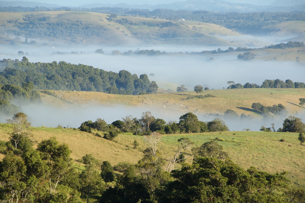 fogmist fog_mist_frost : McLeans Ridges, NSW   31 March 2008